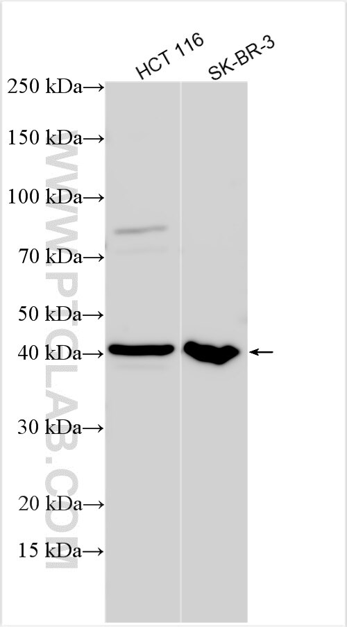 Western Blot (WB) analysis of various lysates using MKP-2/DUSP4 Polyclonal antibody (10739-1-AP)