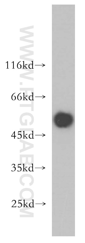 MKP-2/DUSP4 Polyclonal antibody