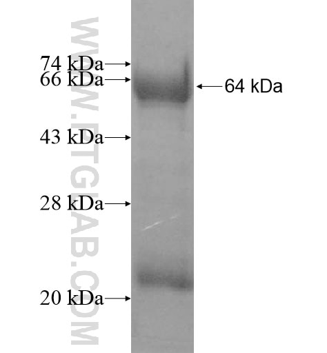 DUSP5 fusion protein Ag13122 SDS-PAGE