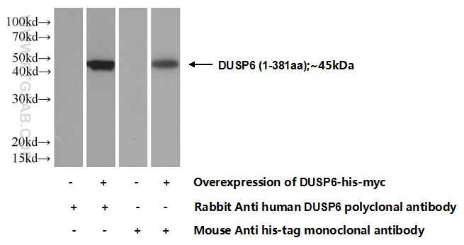 DUSP6 Polyclonal antibody