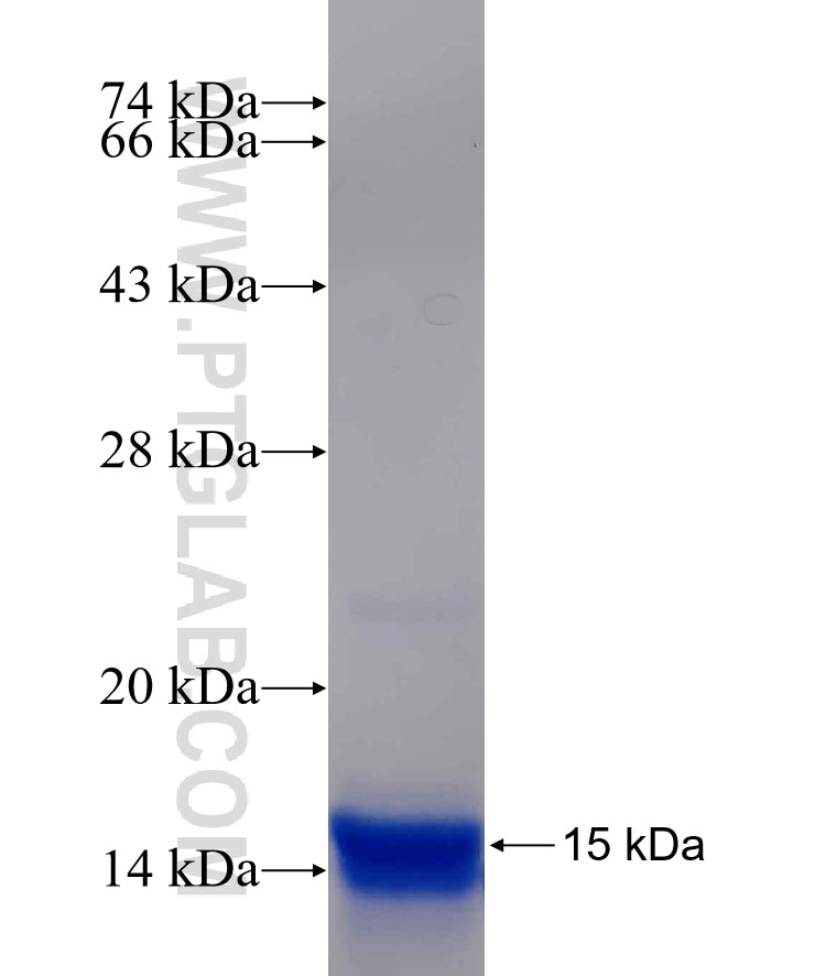 DUSP6 fusion protein Ag30329 SDS-PAGE