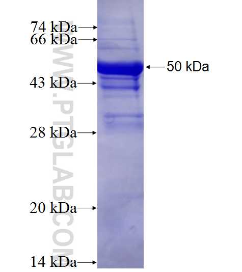 DUSP6 fusion protein Ag0705 SDS-PAGE