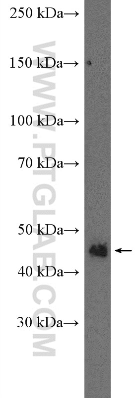 Western Blot (WB) analysis of mouse heart tissue using DUSP7/PYST2 Polyclonal antibody (26910-1-AP)
