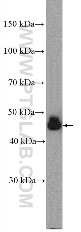 Western Blot (WB) analysis of rat heart tissue using DUSP7/PYST2 Polyclonal antibody (26910-1-AP)