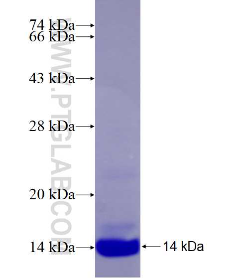 DUSP7 fusion protein Ag26239 SDS-PAGE