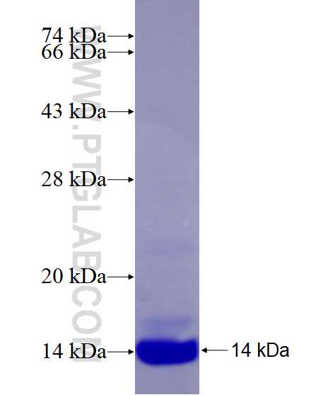 DUSP7 fusion protein Ag26239 SDS-PAGE