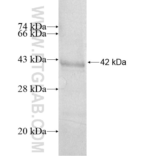 DUSP7 fusion protein Ag13233 SDS-PAGE