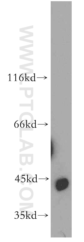 Western Blot (WB) analysis of mouse liver tissue using DUSP9 Polyclonal antibody (10826-1-AP)