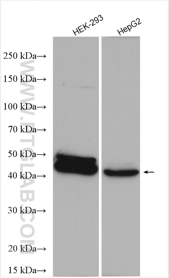 Western Blot (WB) analysis of various lysates using DUSP9 Polyclonal antibody (26718-1-AP)