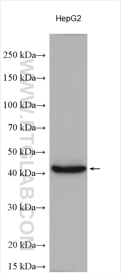 Western Blot (WB) analysis of various lysates using DUSP9 Polyclonal antibody (26718-1-AP)