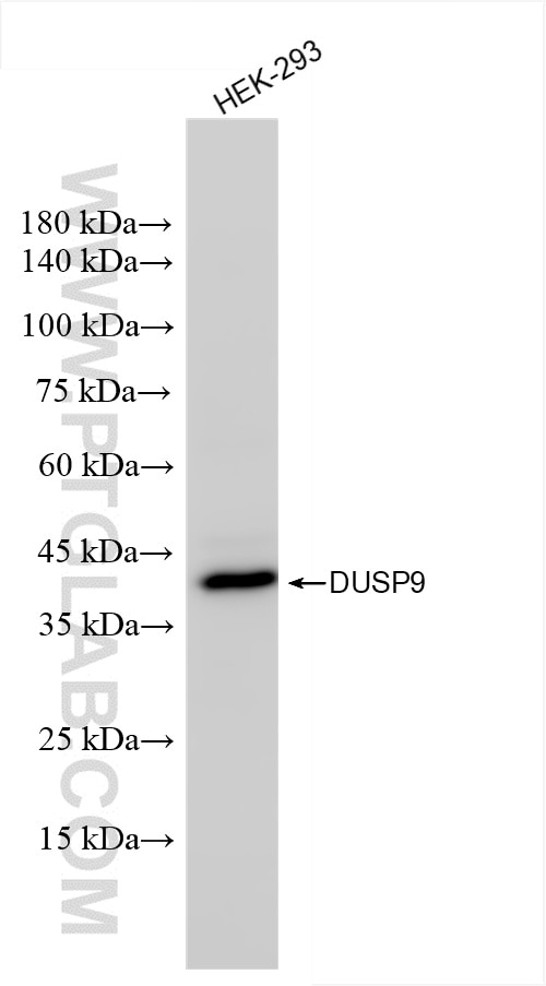 Western Blot (WB) analysis of HEK-293 cells using DUSP9 Recombinant antibody (86199-3-RR)