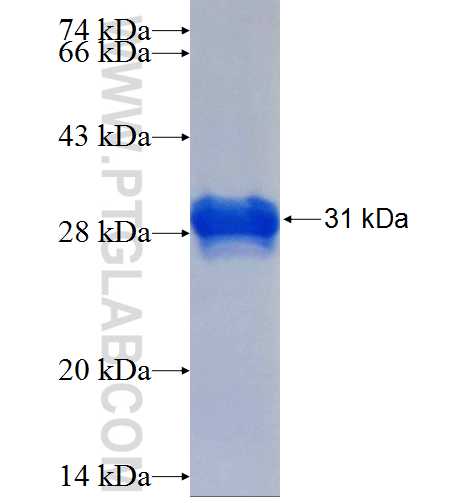 DUSP9 fusion protein Ag25167 SDS-PAGE