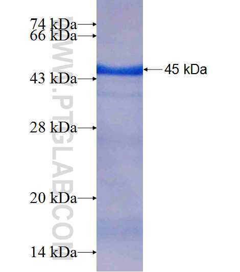 DUSP9 fusion protein Ag6634 SDS-PAGE
