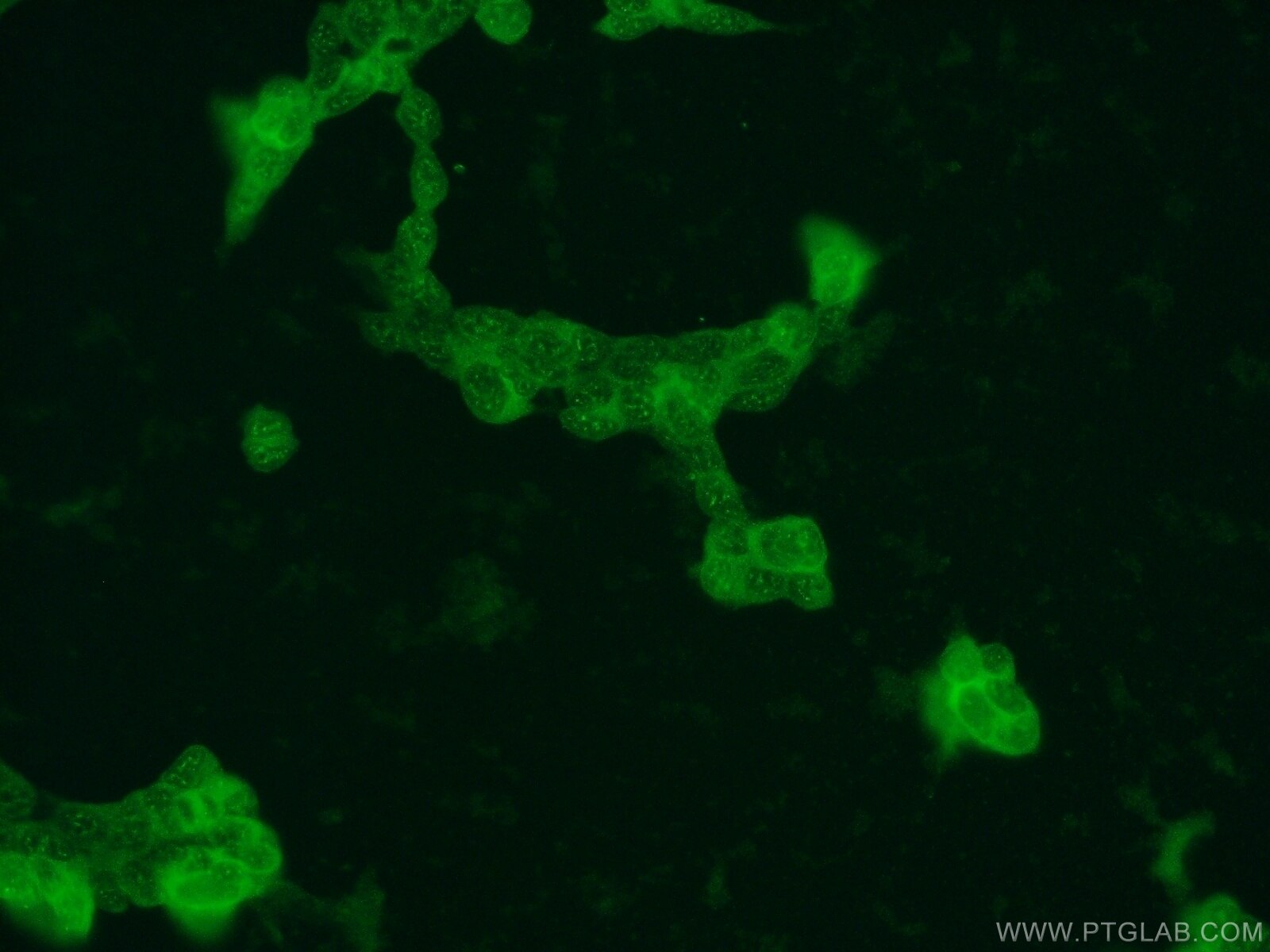 Immunofluorescence (IF) / fluorescent staining of HEK-293 cells using DUT Polyclonal antibody (13740-1-AP)