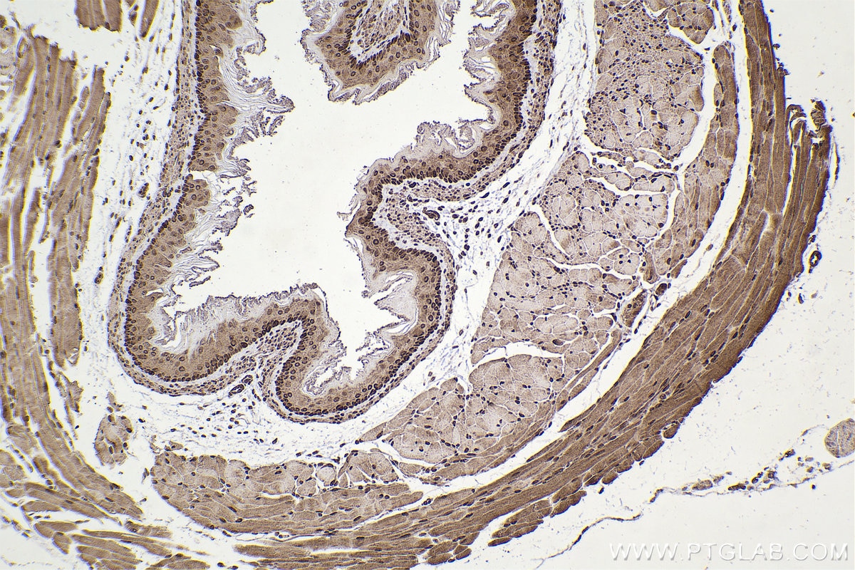 Immunohistochemistry (IHC) staining of mouse esophagus tissue using DUT Polyclonal antibody (13740-1-AP)