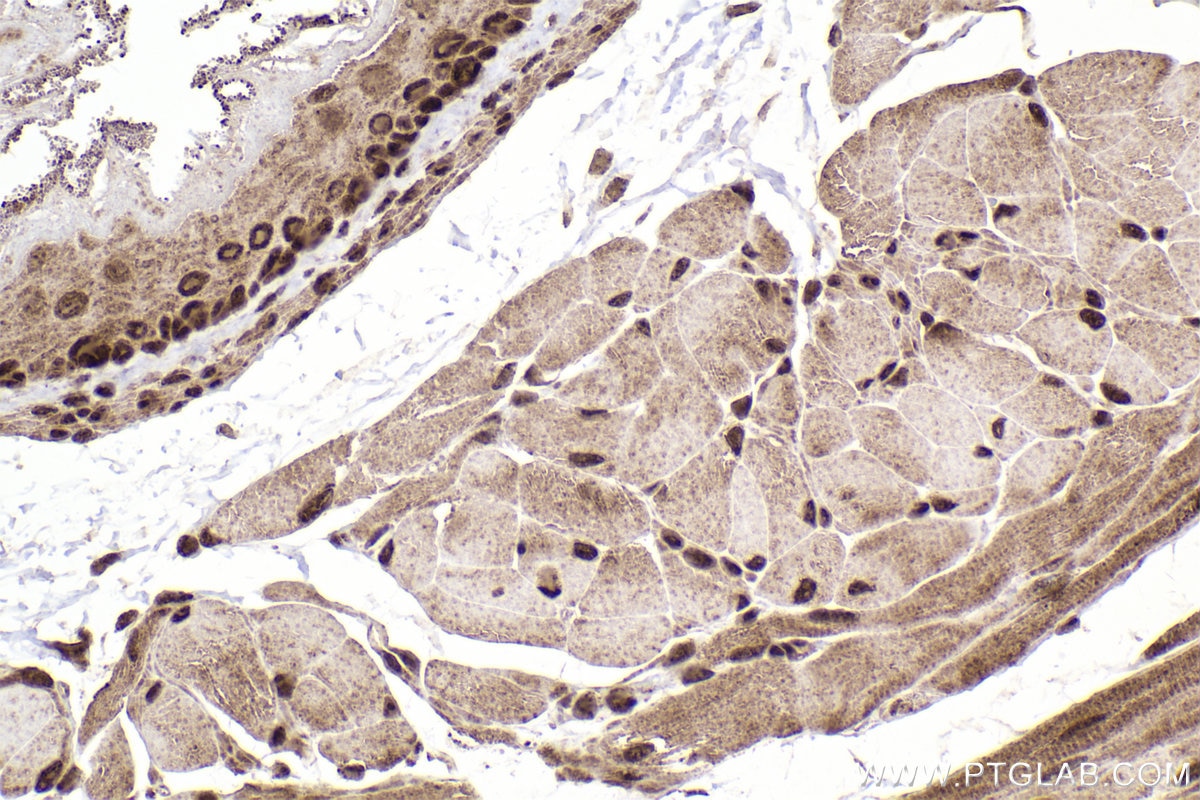 Immunohistochemistry (IHC) staining of mouse esophagus tissue using DUT Polyclonal antibody (13740-1-AP)