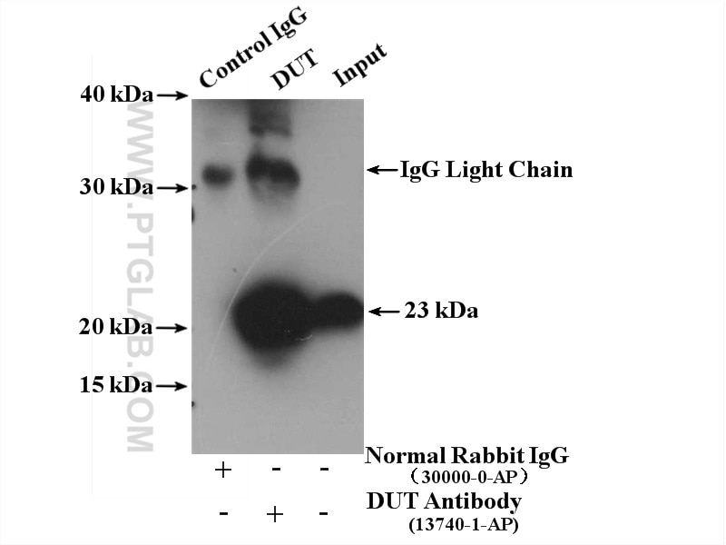 Immunoprecipitation (IP) experiment of HEK-293 cells using DUT Polyclonal antibody (13740-1-AP)