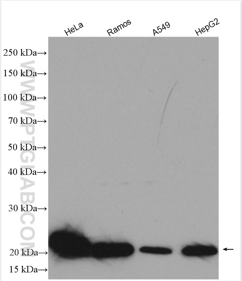 Western Blot (WB) analysis of various lysates using DUT Polyclonal antibody (13740-1-AP)