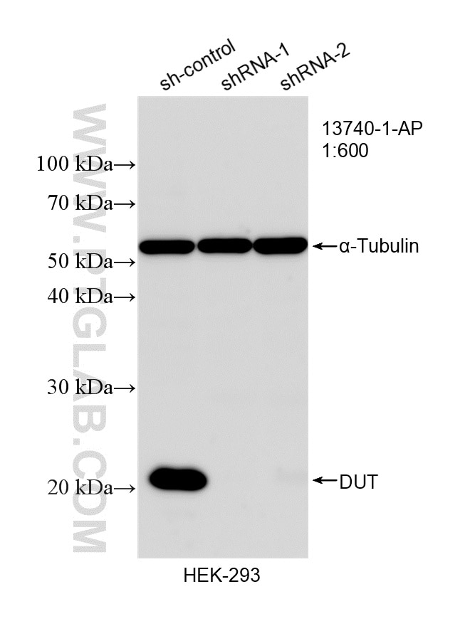 Western Blot (WB) analysis of HEK-293 cells using DUT Polyclonal antibody (13740-1-AP)