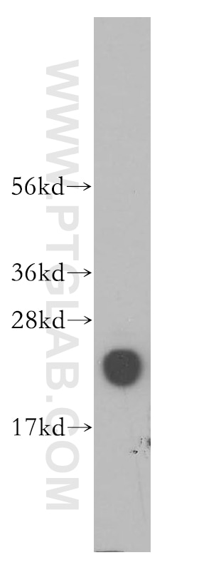 Western Blot (WB) analysis of human liver tissue using DUT Polyclonal antibody (13740-1-AP)