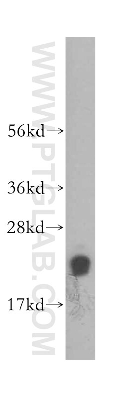 Western Blot (WB) analysis of HEK-293 cells using DUT Polyclonal antibody (13740-1-AP)