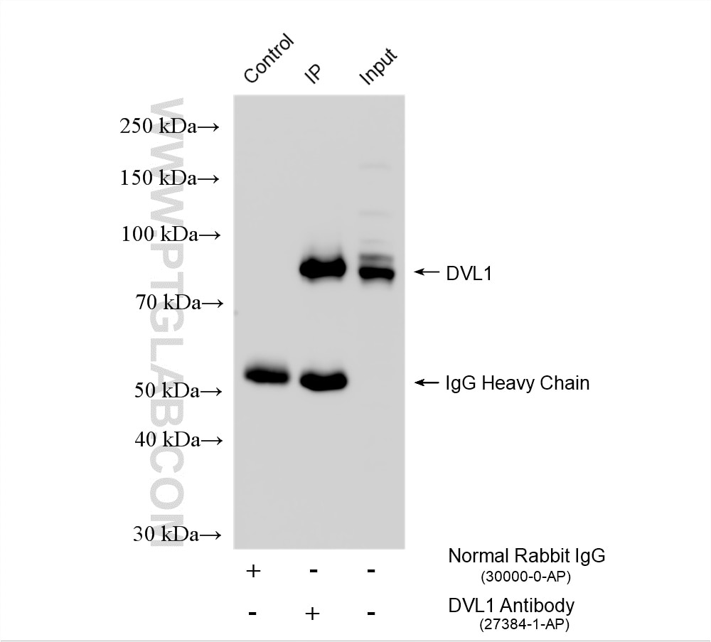 Immunoprecipitation (IP) experiment of HEK-293 cells using DVL1 Polyclonal antibody (27384-1-AP)