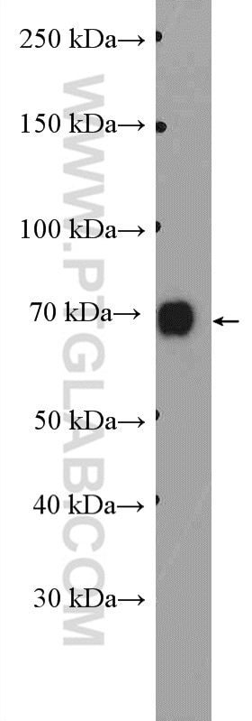 Western Blot (WB) analysis of NIH/3T3 cells using DVL1 Polyclonal antibody (27384-1-AP)