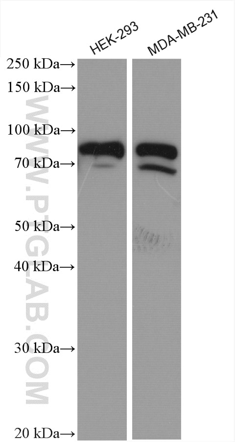 Western Blot (WB) analysis of various lysates using DVL1 Polyclonal antibody (27384-1-AP)