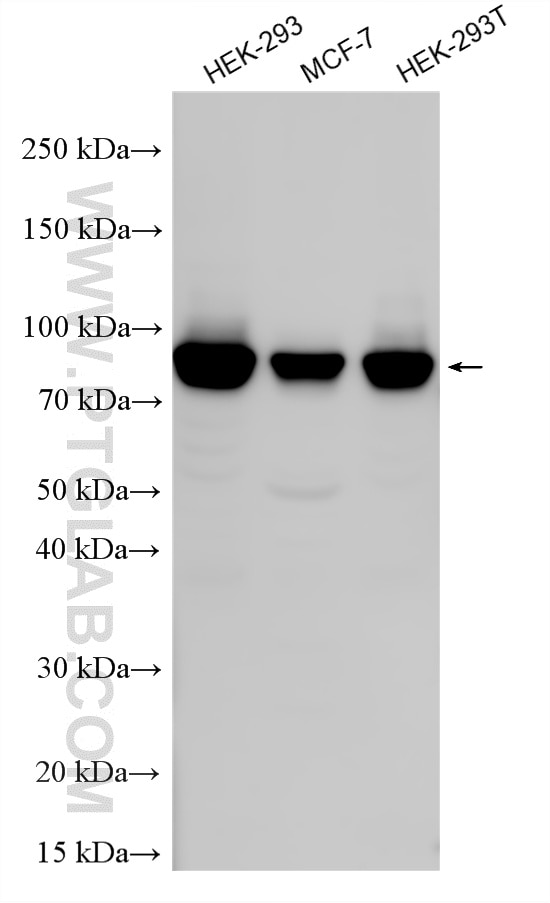 Western Blot (WB) analysis of various lysates using DVL1 Polyclonal antibody (27384-1-AP)