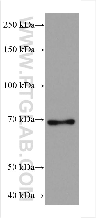 Western Blot (WB) analysis of ROS1728 cells using DVL1 Monoclonal antibody (67672-1-Ig)