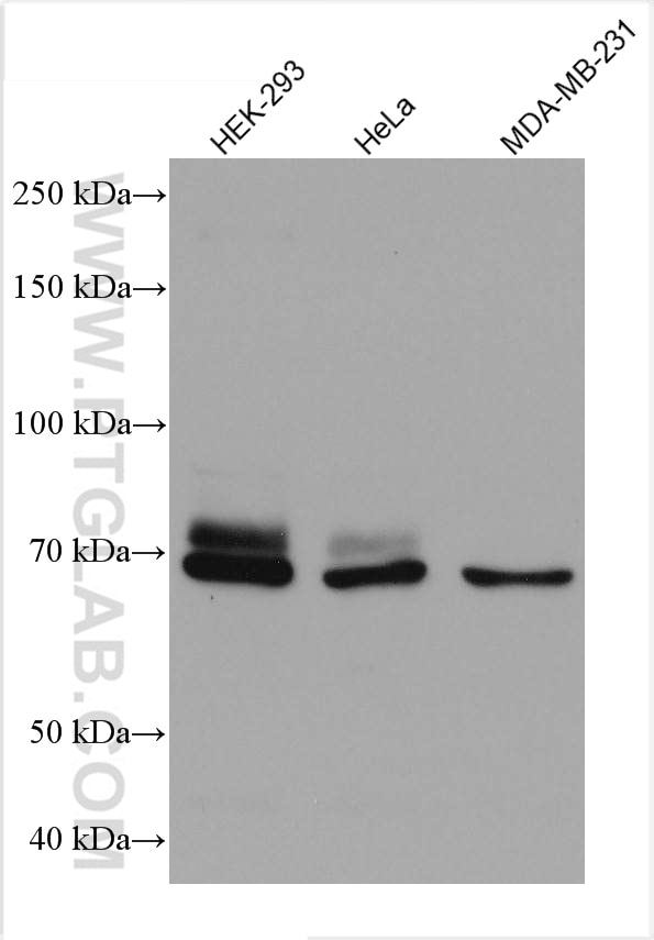 Western Blot (WB) analysis of various lysates using DVL1 Monoclonal antibody (67672-1-Ig)