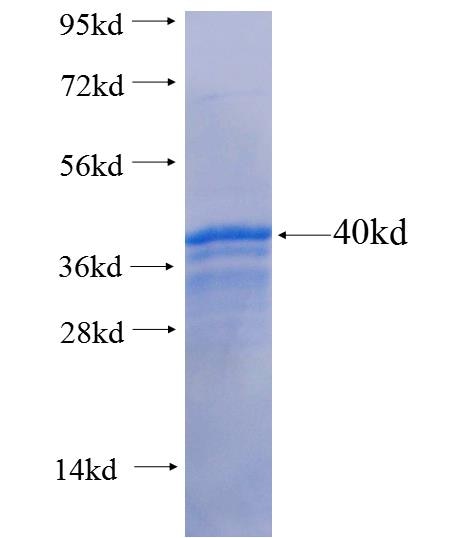 DVL1 fusion protein Ag26055 SDS-PAGE