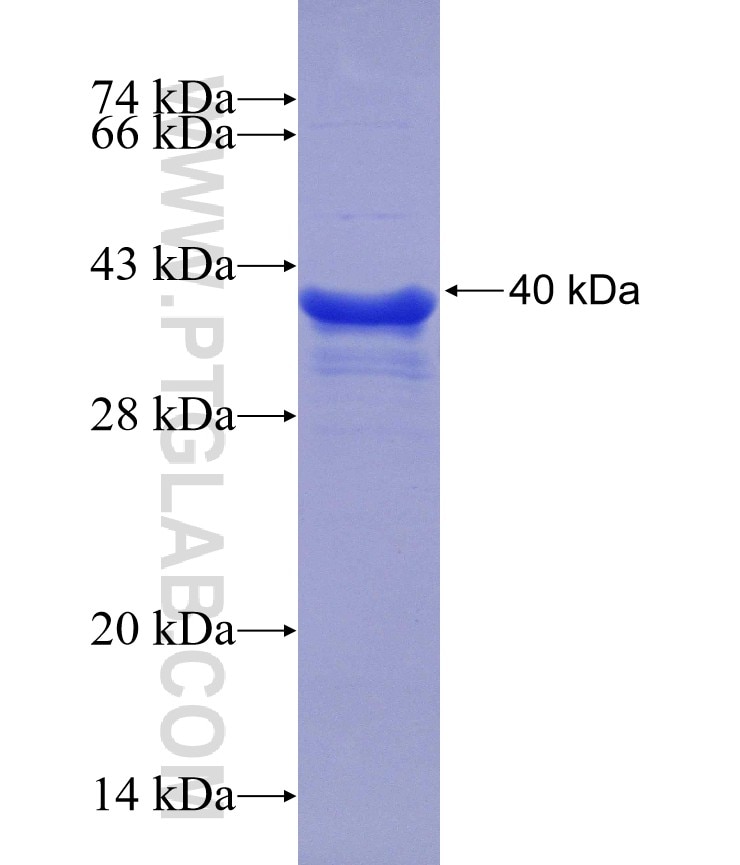 DVL1 fusion protein Ag26055 SDS-PAGE