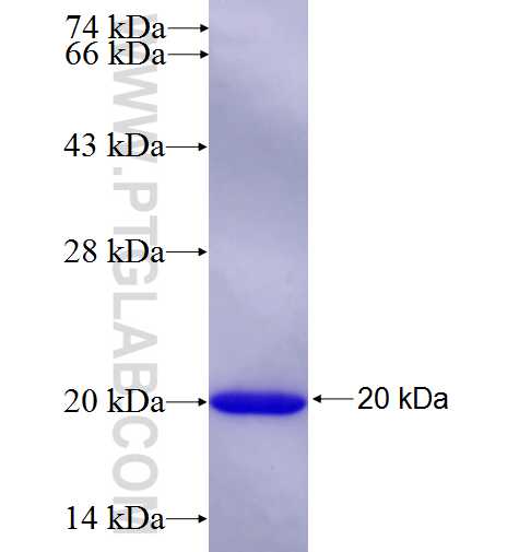 DVL1 fusion protein Ag26083 SDS-PAGE