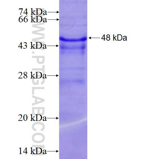 DVL1 fusion protein Ag5718 SDS-PAGE