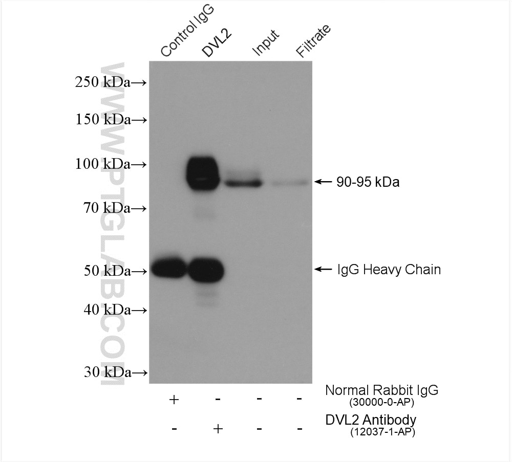 Immunoprecipitation (IP) experiment of MCF-7 cells using DVL2 Polyclonal antibody (12037-1-AP)