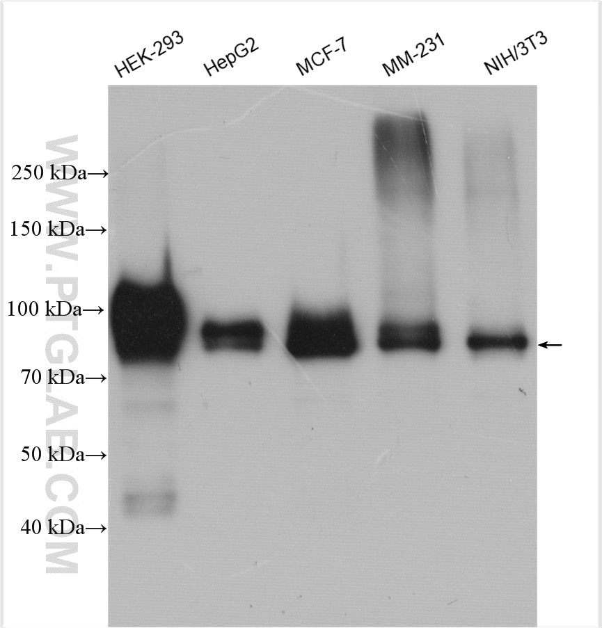Western Blot (WB) analysis of various lysates using DVL2 Polyclonal antibody (12037-1-AP)