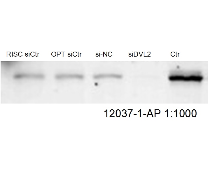 Western Blot (WB) analysis of HepG2 cells using DVL2 Polyclonal antibody (12037-1-AP)