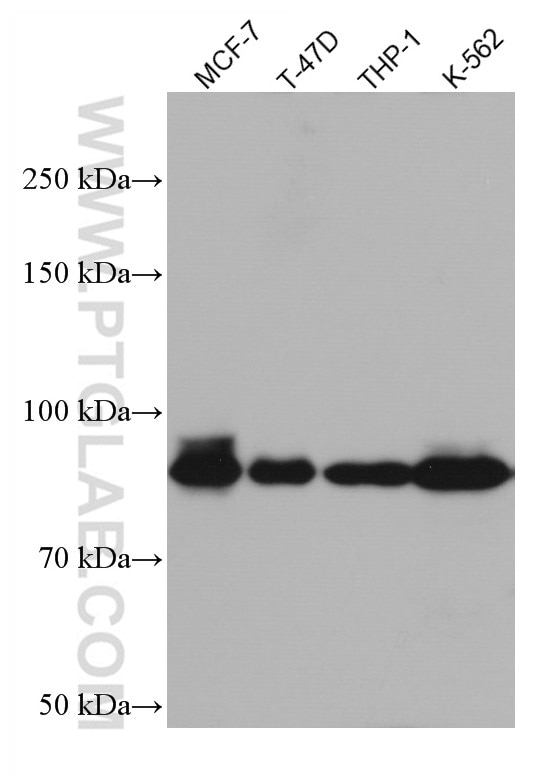 Western Blot (WB) analysis of various lysates using DVL2 Monoclonal antibody (67105-1-Ig)