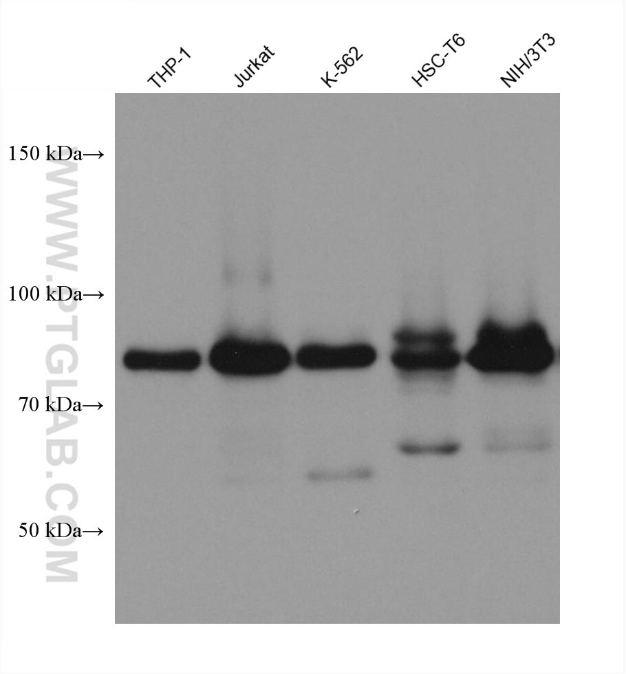 Western Blot (WB) analysis of various lysates using DVL2 Monoclonal antibody (67105-1-Ig)