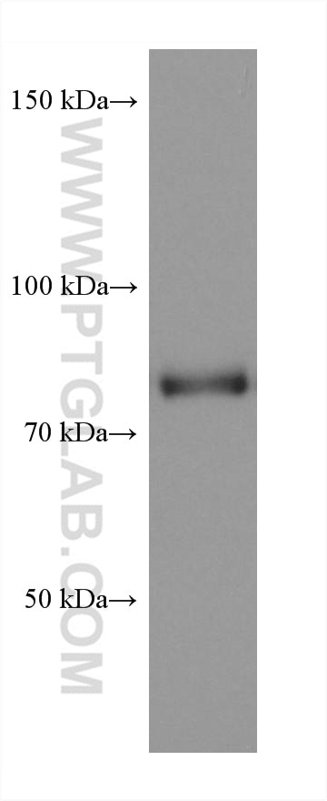Western Blot (WB) analysis of T-47D cells using DVL2 Monoclonal antibody (67105-1-Ig)