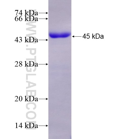 DVL2 fusion protein Ag28634 SDS-PAGE