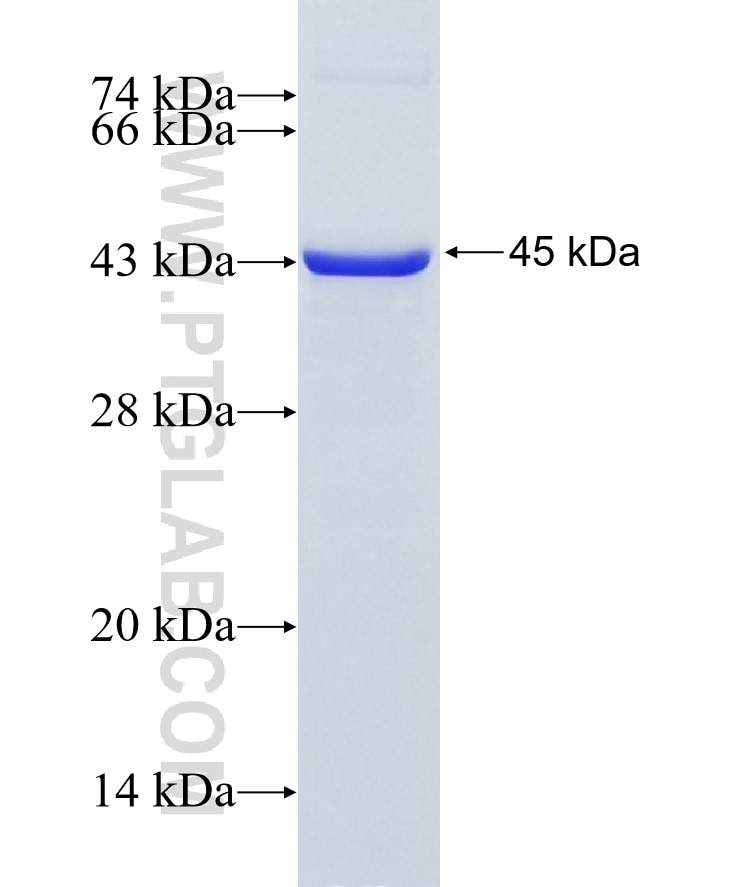 DVL2 fusion protein Ag28634 SDS-PAGE