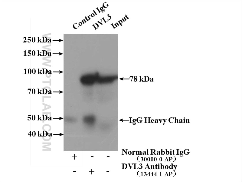 Immunoprecipitation (IP) experiment of Raji cells using DVL3 Polyclonal antibody (13444-1-AP)