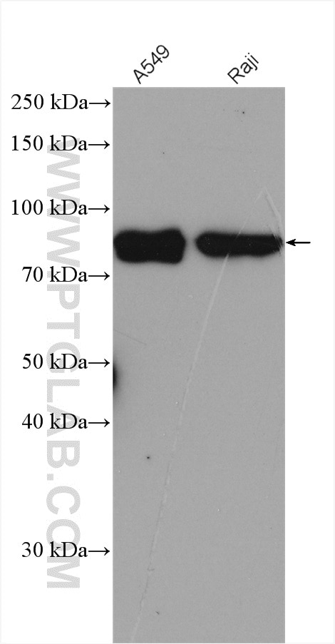 Western Blot (WB) analysis of various lysates using DVL3 Polyclonal antibody (13444-1-AP)