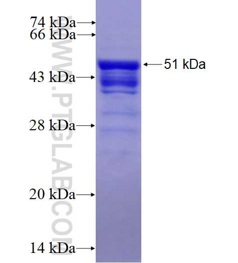DVL3 fusion protein Ag4272 SDS-PAGE