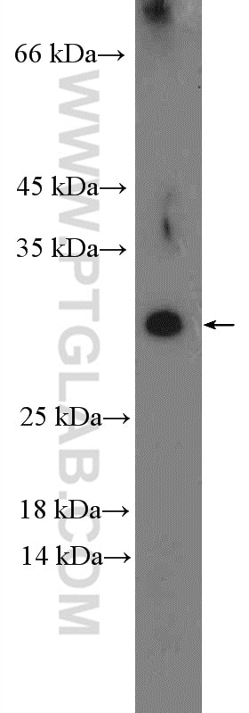 Western Blot (WB) analysis of mouse testis tissue using DYDC1 Polyclonal antibody (26327-1-AP)