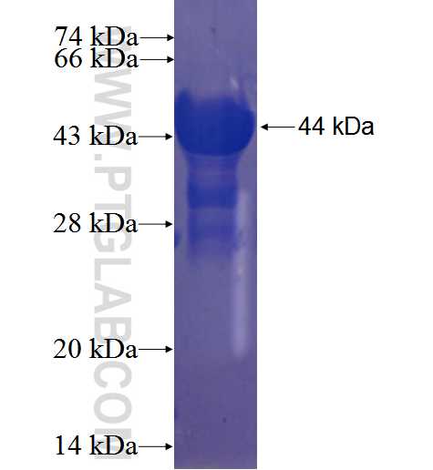 DYDC1 fusion protein Ag23693 SDS-PAGE