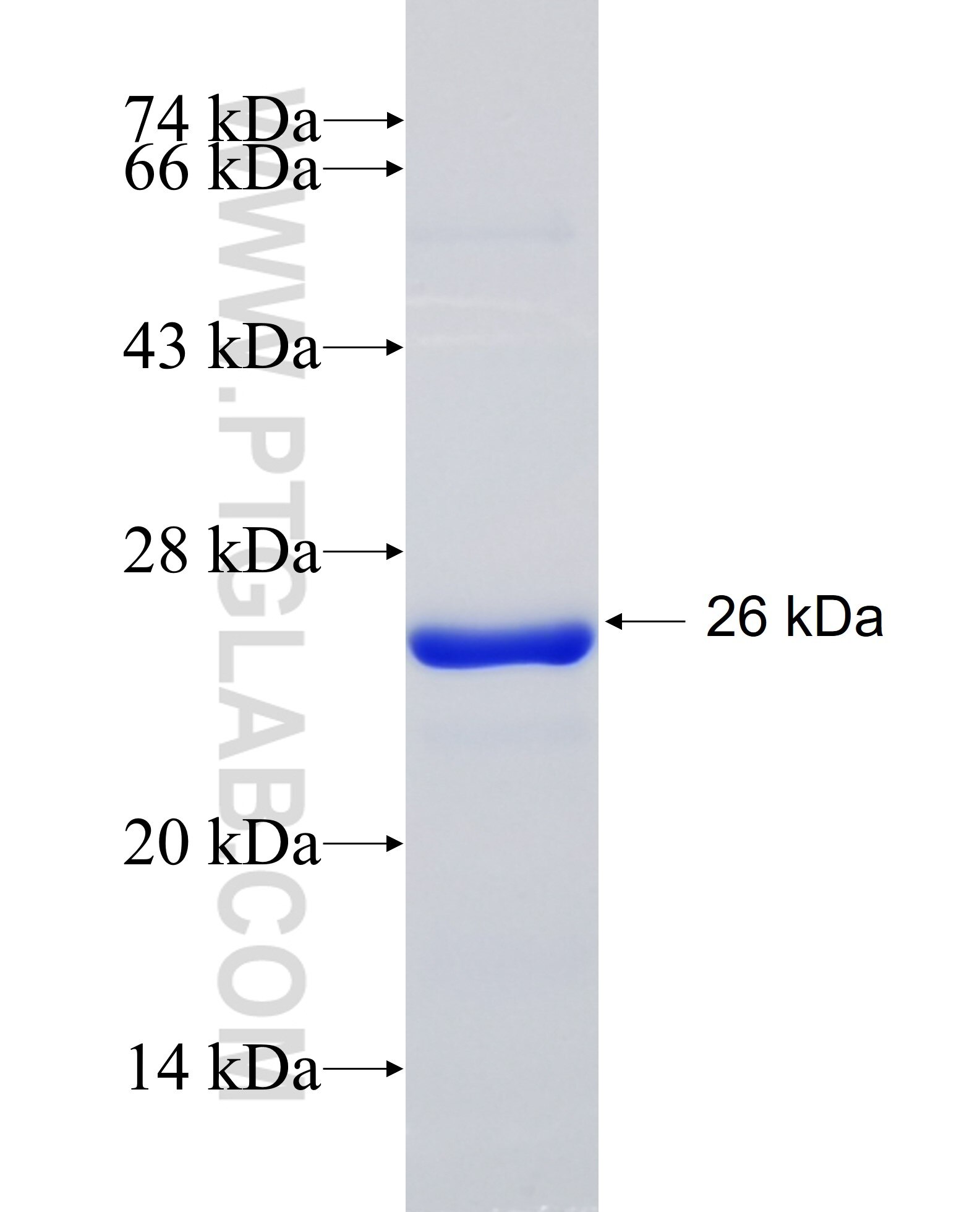 DYDC1 fusion protein Ag23718 SDS-PAGE