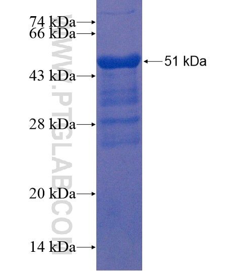 DYDC2 fusion protein Ag22250 SDS-PAGE